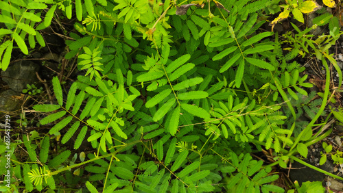 leaves of Mimosa pudica plant, also known as touch-me-not plant or shame plant. it is known for its unique habit to close its leaf when touched. Mimosa pudica can easily found as wild weeds.   photo