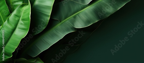 Close up view of a big leaf from a banana plant