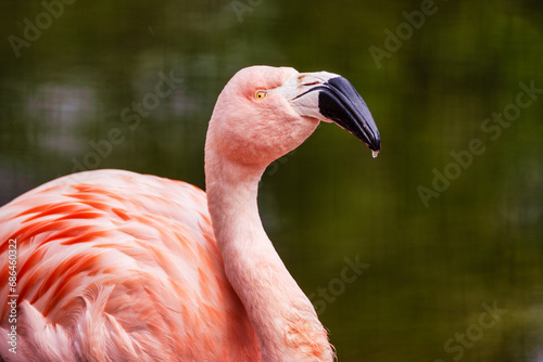 Chilean flamingo  Phoenicopterus chilensis  with a beautiful pink background. Beautiful pink waterfowl with yellow eyes in the morning. Wildlife scene. Animal protection concept