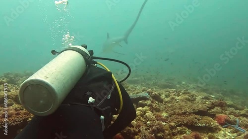 scuba diver taking footage on the thresher  moving around searching for meal. in malapascua island of cebu phil., 