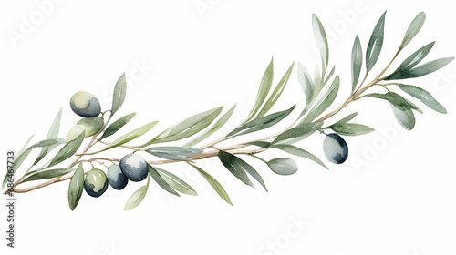 watercolor olive branch. hand drawn winter illustration on white background