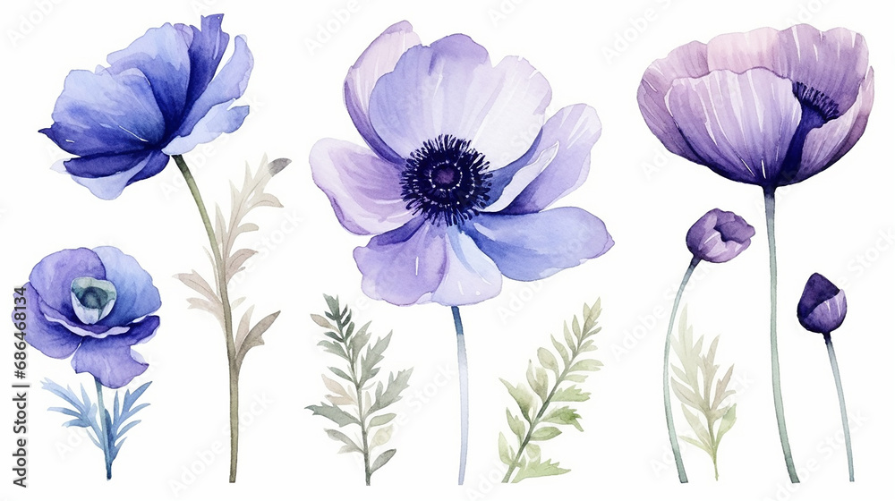collection flowers. hand drawn watercolor poppy flower collection flowers. hand drawn watercolor poppy flower