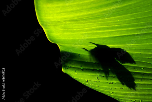 Ombre d'un colibri derrière une feuille de palmier photo