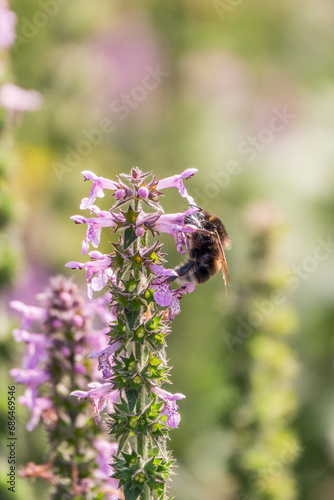 A bee collects pollen on Purple Betony flowers or Betony, Wood Betony, Bishopwort, Bishop's Wort. © Dmitrii Potashkin
