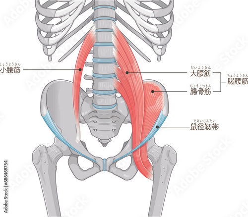 腸腰筋、骨盤周辺の筋肉、大腰筋、小腰筋、腸骨筋、大腿骨、筋肉、股関節、腹、腰、尻、イラスト、illustration