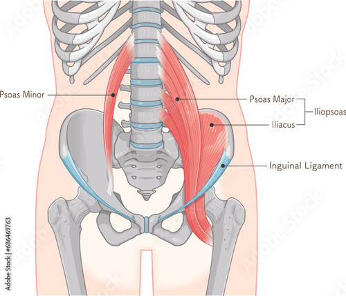 腸腰筋、骨盤周辺の筋肉、大腰筋、小腰筋、腸骨筋、大腿骨、筋肉、股関節、腹、腰、尻、イラスト、illustration photo
