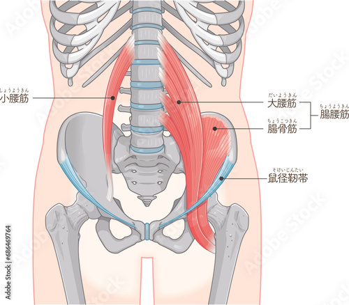 腸腰筋、骨盤周辺の筋肉、大腰筋、小腰筋、腸骨筋、大腿骨、筋肉、股関節、腹、腰、尻、イラスト、illustration photo