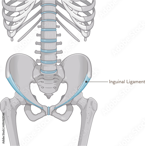 鼠径靭帯、inguinal ligament、股関節、骨盤、筋肉、イラスト、illustration
