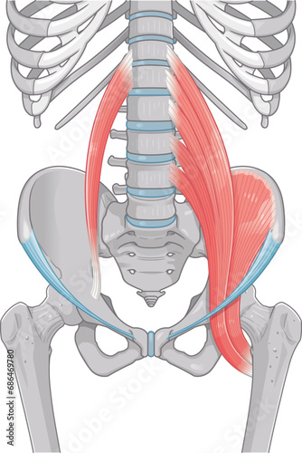 腸腰筋、骨盤周辺の筋肉、大腰筋、小腰筋、腸骨筋、大腿骨、筋肉、股関節、腹、腰、尻、イラスト、illustration