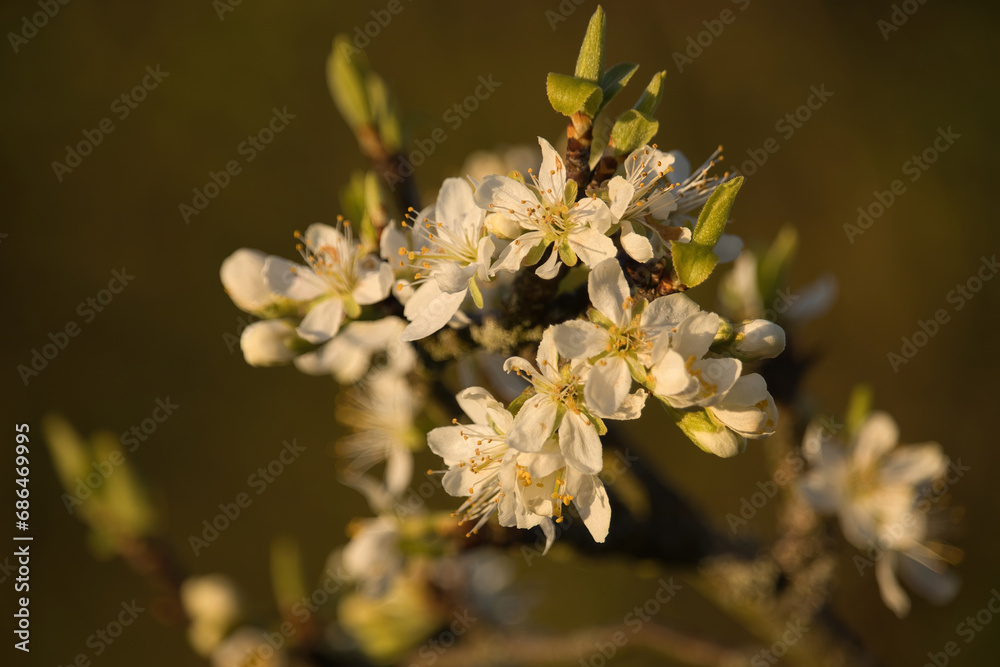 Mulitiple cherry blossoms on a tree branch at sunset on a spring evening in Potzbach, Germany. Mulitiple cherry blossoms on a tree branch at sunset on a spring evening in Potzbach, Germany.