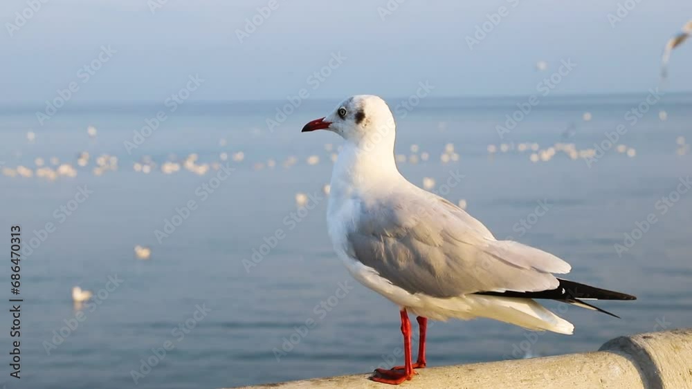 seagulls on the beach seagulls on the beach