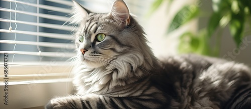 Long haired gray cat with green eyes near window in home interior Suitable for veterinary clinics and pet related websites