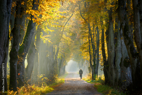 autumn morning in old trees avenue photo