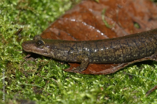 Closeup on a North American blackbelly dusky salamander, Desmognathus quadramaculatus on green moss