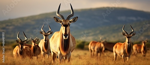 Hartebeest in Addo, South Africa.