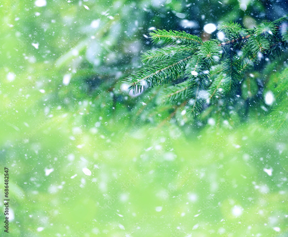 Winter christmas new year background, tall beautiful fir trees, pines, blurred background, flying snow, blizzard. Winter green background with fir branches in the snow. Blizzard. New Year. Forest