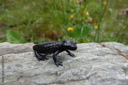 Closeup on the charcoal black Alpine salamander, Salamandra atra in the Austrian Carinthian Alps