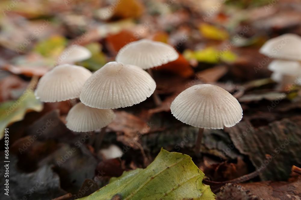 Closeup on the grey , fragile looking Angel's Bonnet mushroom, Mycena arcangeliana in the forest Closeup on the grey , fragile looking Angel's Bonnet mushroom, Mycena arcangeliana in the forest