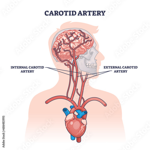 Carotid artery as brain blood supply major vessels outline diagram. Labeled educational scheme with medical structure and location on upper chest vector illustration. Head and neck blood flow cycle. photo