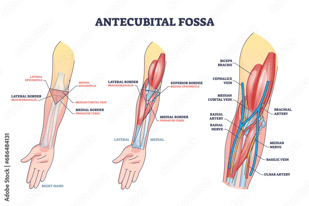 Vetor de Antecubital fossa anatomy with human hand structure outline diagram. Labeled