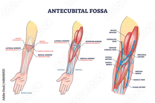 Antecubital fossa anatomy with human hand structure outline diagram. Labeled educational area of anatomical arm and forearm transition vector illustration. Elbow veins, arteries and muscles location. photo