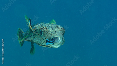 Closeup of a Porcupine Pufferfish with bluestreak cleaner wrasse at cleaning station of Bali