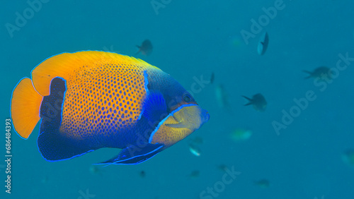 Blue-girdled Angelfish or majestic angelfish swims over corals of Bali photo