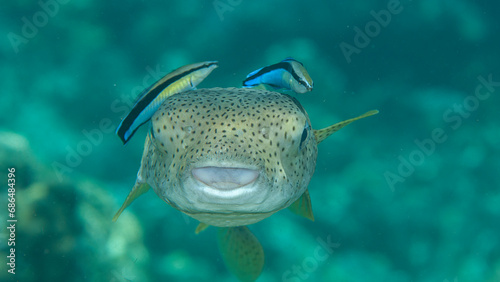 Closeup of a Porcupine Pufferfish with bluestreak cleaner wrasse at cleaning station of Bali photo