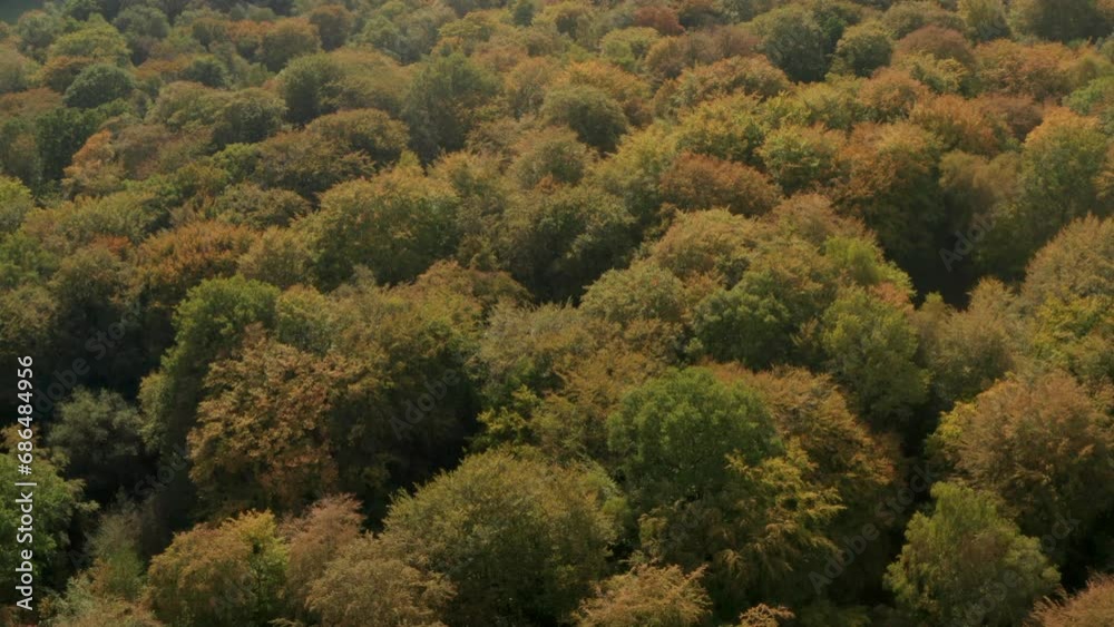 Rising pan down aerial shot over English woodland turning autumn colours