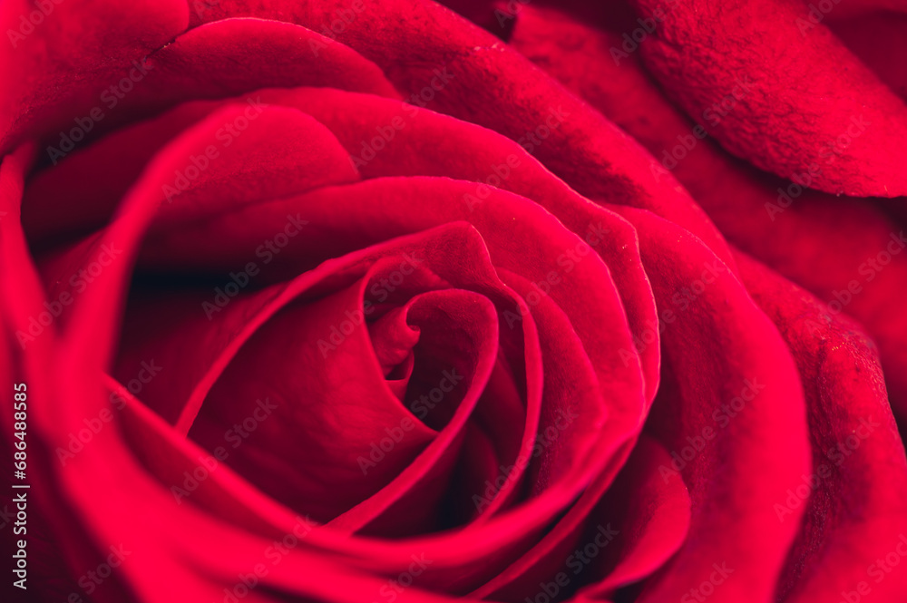 red rose closeup red rose closeup