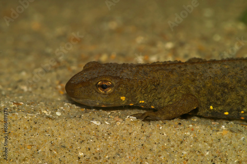 Closeup on a territorial Chinese warty newt , Paramesotriton chinensis , underwater