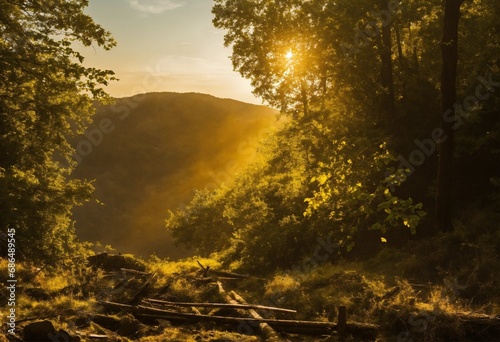 Beautiful meadow in the park  beautiful spooky autumn forest  golden hour  meadow in the middle  cricked trees in the background  Sunshine and Starlight  and connected to the earth on a sunny day.tree