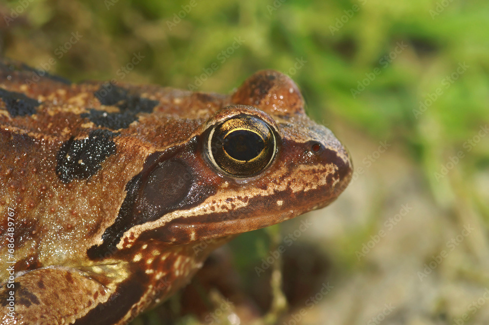 Fototapeta premium Close-up on a female of the European Common brown frog, Rana temporaria