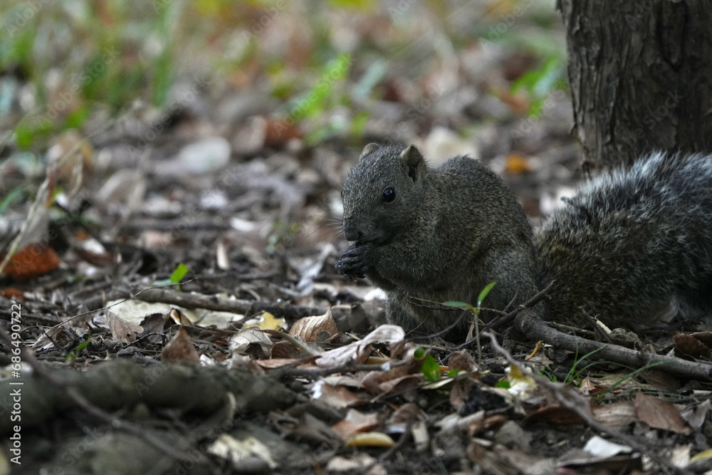 squirrel in a field squirrel in a field