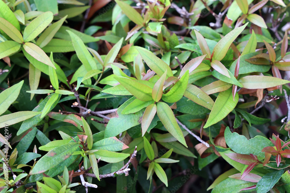Close up of green leaves in the garden. Nature background and texture.