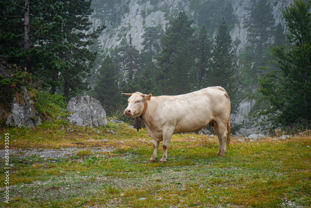 Pyrenean cows in the Navarrese Pyrenees, Spain Pyrenean cows in the Navarrese Pyrenees, Spain