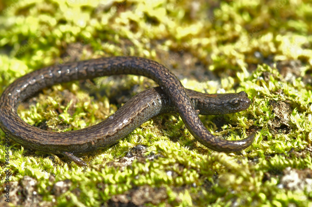 Fototapeta premium Closeup on a Californian Santa Lucia Mountains slender salamander, Batrachoseps luciae, sitting on a moss covered stone