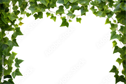 Ivy plant leaf frame isolated on white background. generative ai.