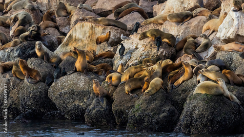 Seal Lions resting on rocks