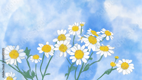 Daisy flowers on a blue sky background,  Joyful and peaceful spring landscape