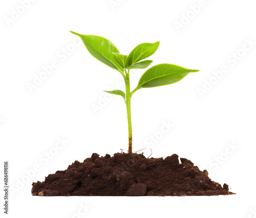 Young plant growing from soil isolated © 123dartist