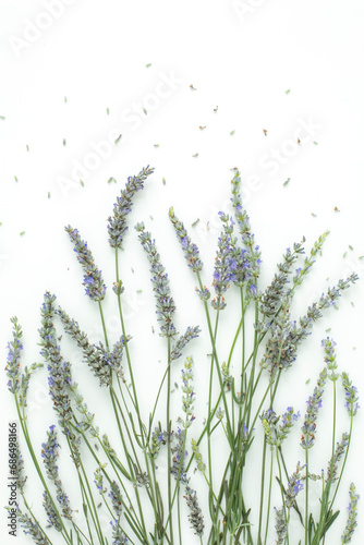 Flatlay of fresh english lavender on white background