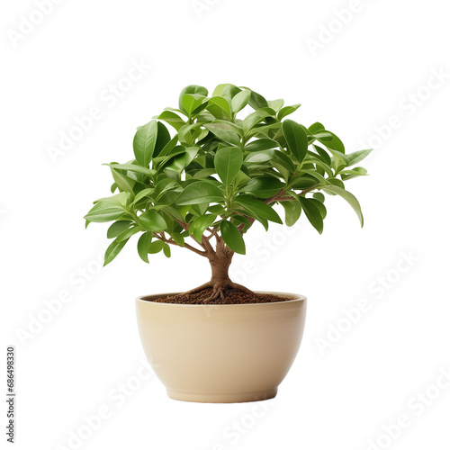 Photo of money tree plant in flowerpot isolated