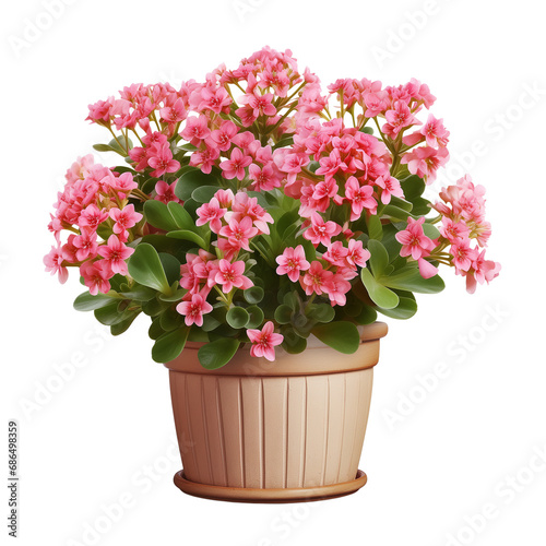 Wallpaper Mural Photo of kalanchoe plant in flowerpot isolated Torontodigital.ca