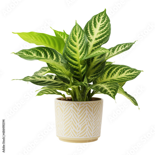 Photo of dieffenbachia plant in flowerpot isolated