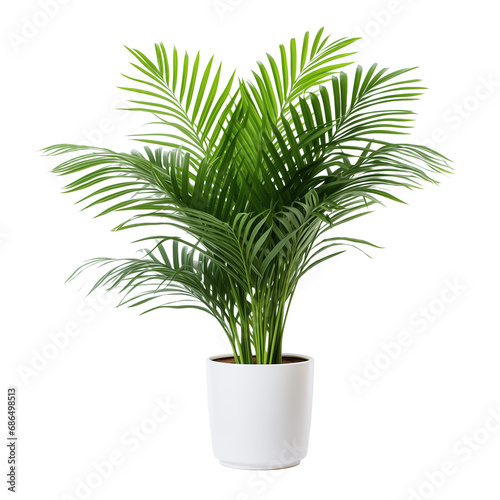 Photo of areca palm plant in flowerpot isolated