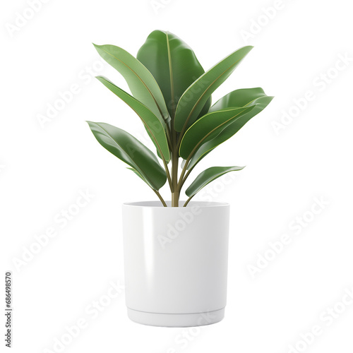 Interior plant in flowerpot isolated