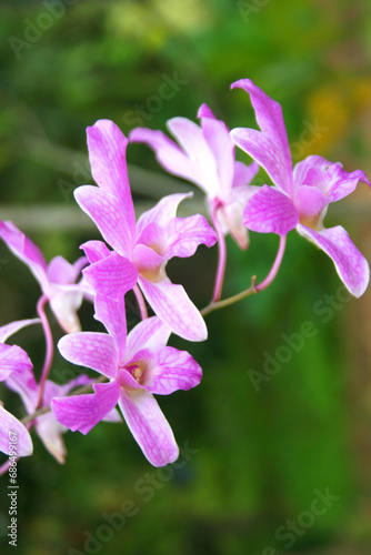 pink and orchid blooming beauty nature in fame  Thailand