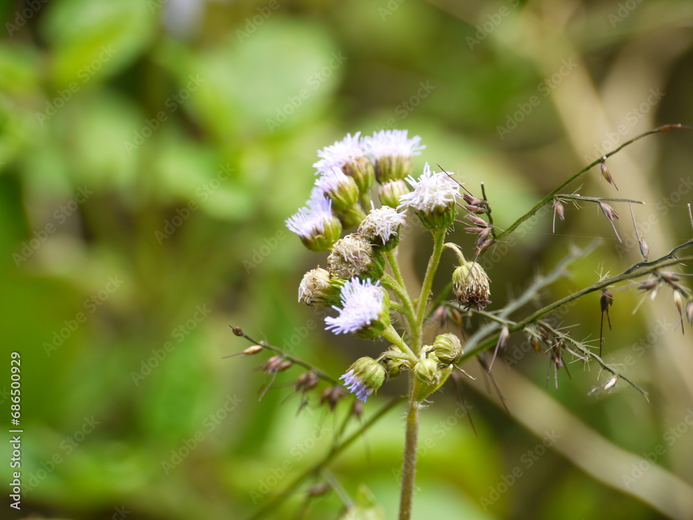 Fototapeta premium Ageratum houstonianum.