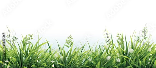 Lush greenery. Vibrant grass and nature bounty in summer garden. Nature canvas. Close up of healthy in fresh field. Botanical harmony. Beautiful white flowers adorning green summer meadow